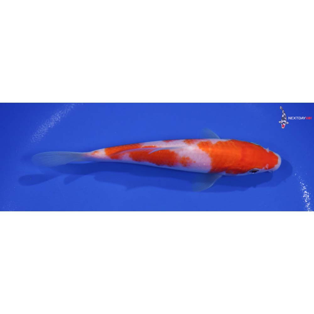 6” Imported Kohaku