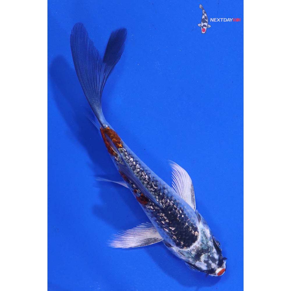 3” Imported Gin Rin Kujaku Butterfly Koi
