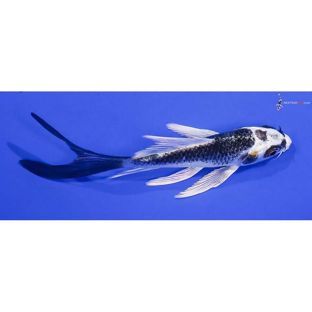 3.5” Imported Kujaku Butterfly Koi