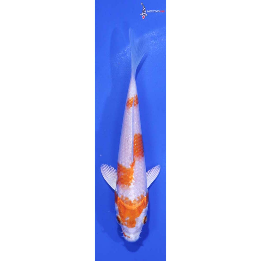 4.5” Imported Hariwake