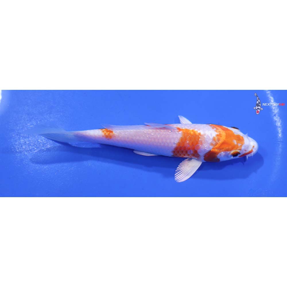 4.5” Imported Hariwake