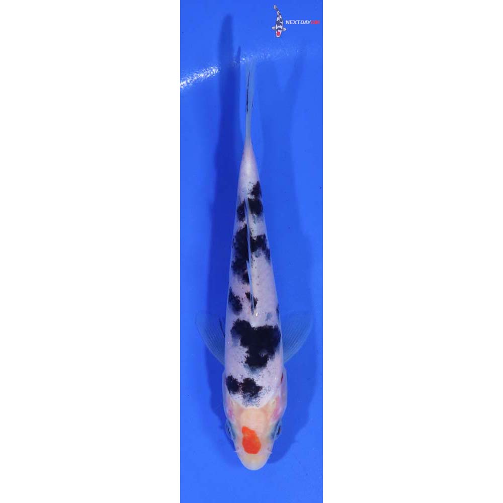 4.5” Imported Sanke