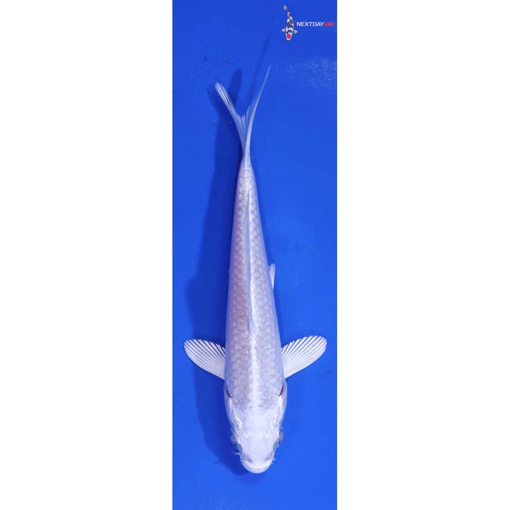 4.5” Imported Platinum Ogon