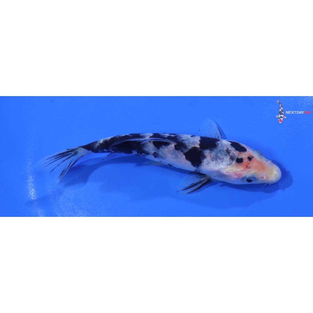 4.5” Imported Shiro Bekko