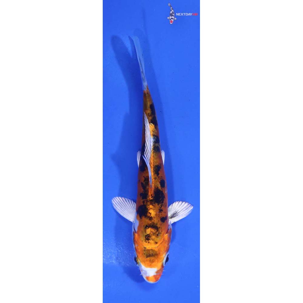 4” Imported Heisei Nishiki