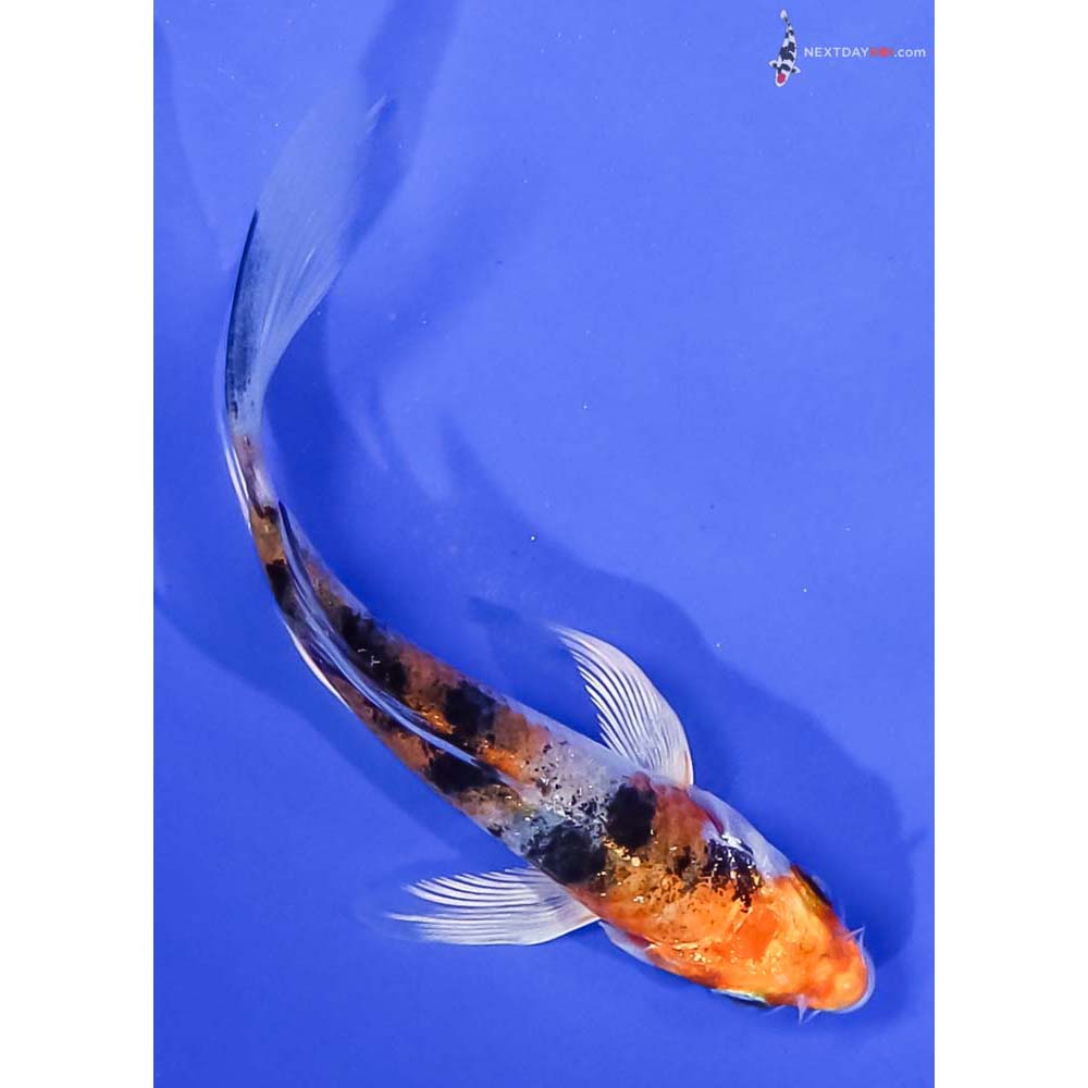 4” Imported Yamato Nishiki Butterfly Koi