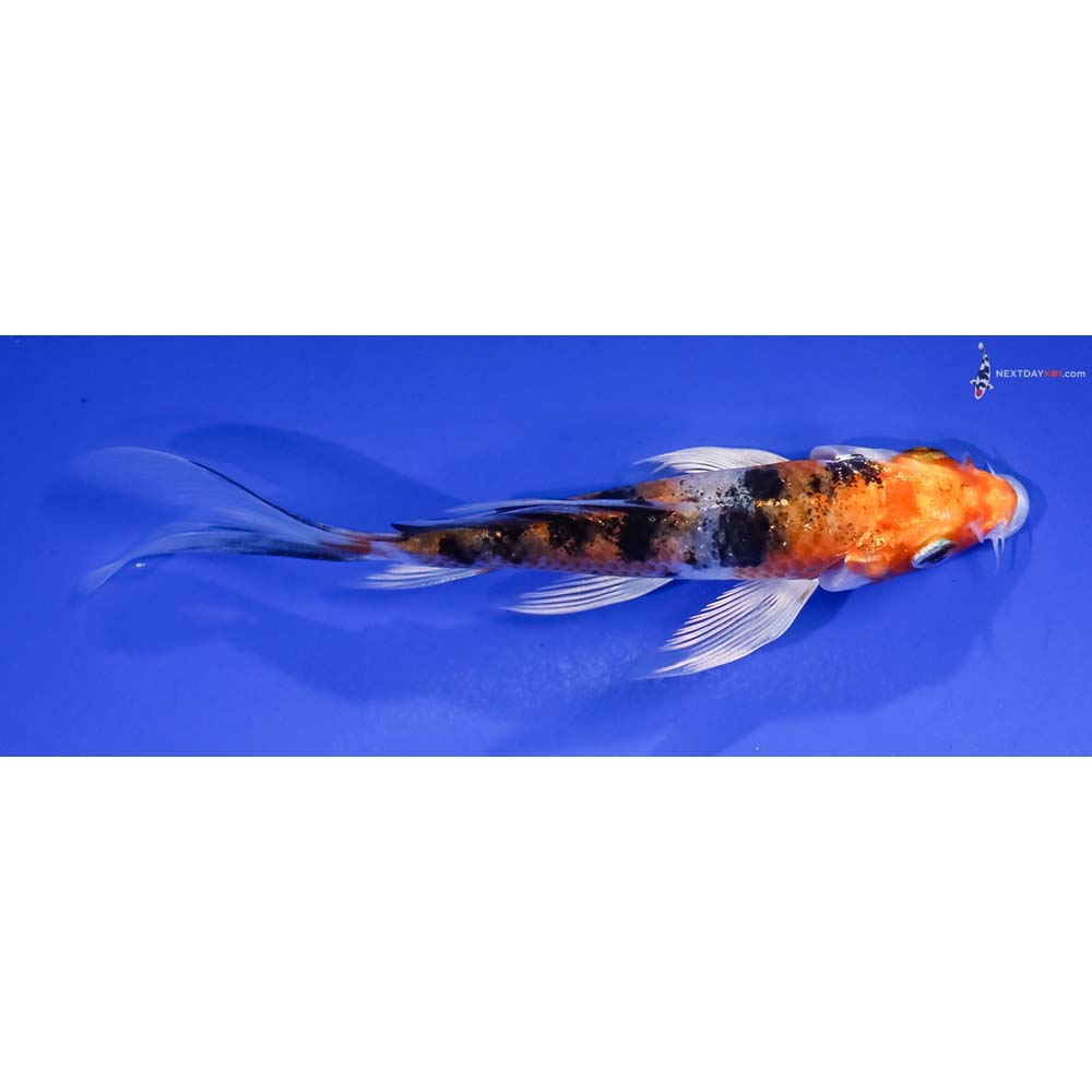 4” Imported Yamato Nishiki Butterfly Koi