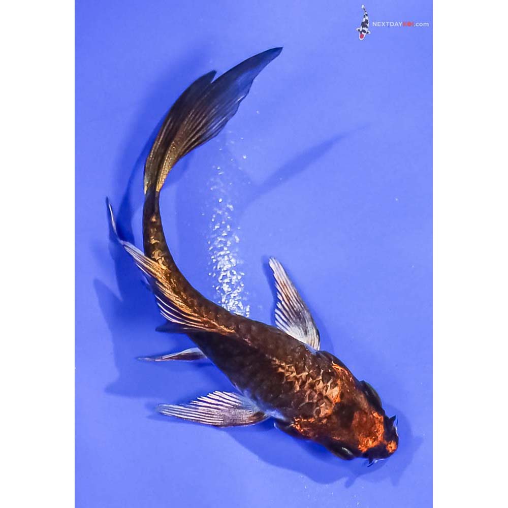 4” Imported Armor Scaled Kujaku Butterfly Koi