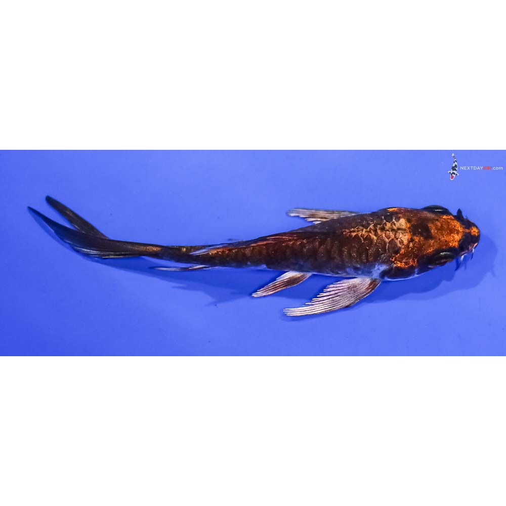 4” Imported Armor Scaled Kujaku Butterfly Koi