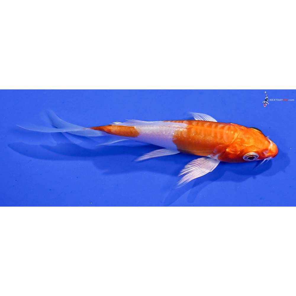 4” Imported Kikusui Butterfly Koi