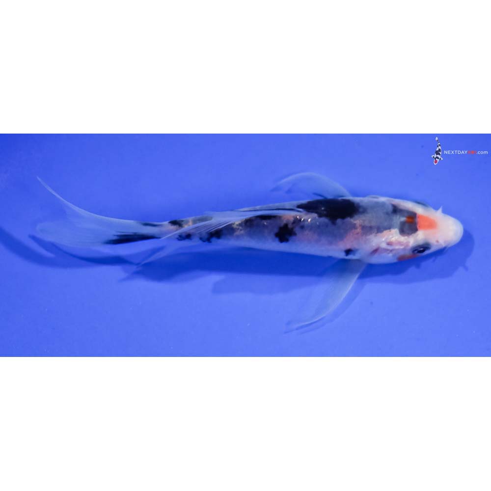 4” Imported Shiro Bekko Butterfly Koi