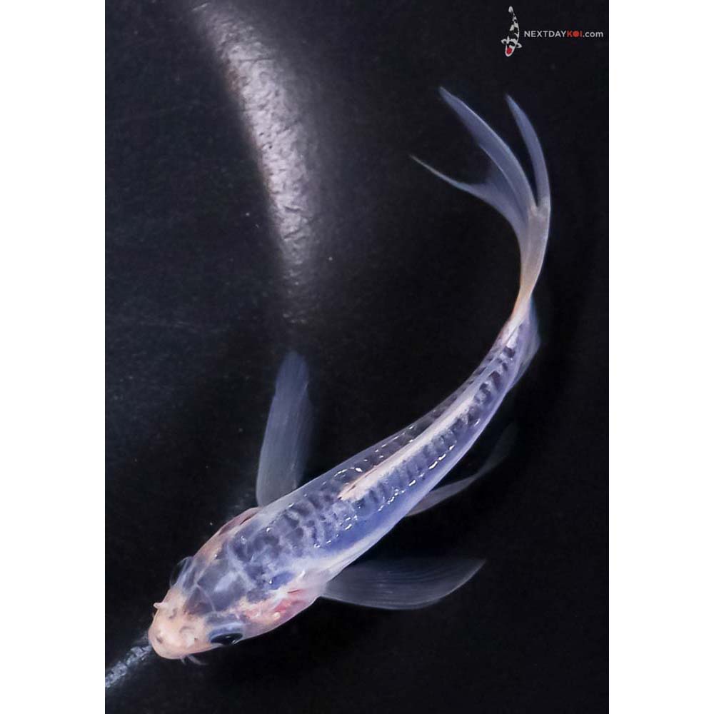 4” Imported Shusui Butterfly Koi