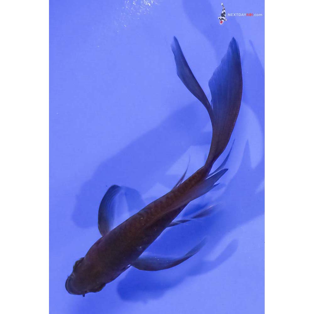 4.5” Imported Chagoi Butterfly Koi