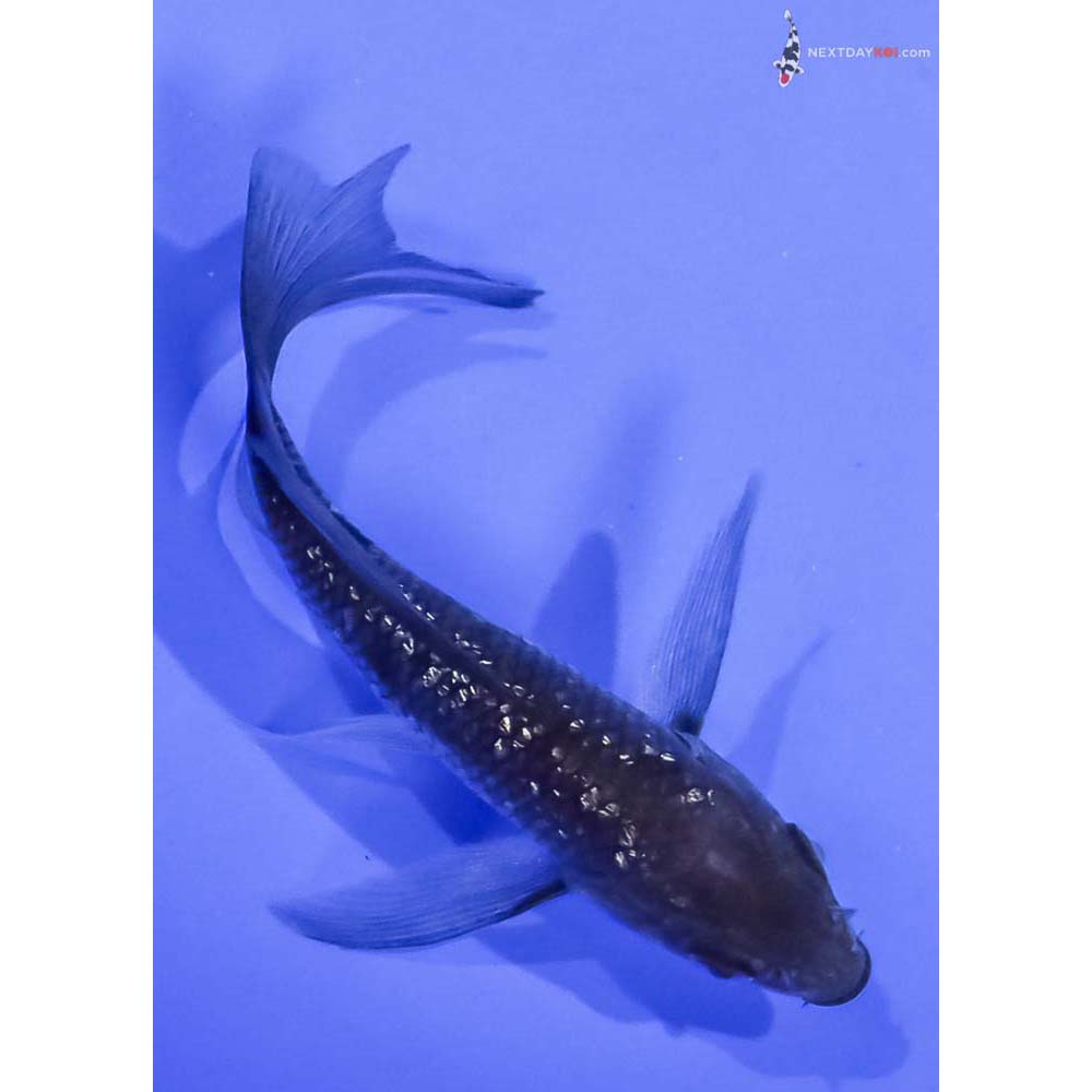 4.5” Imported Gin Rin Ochiba Shigure Butterfly Koi