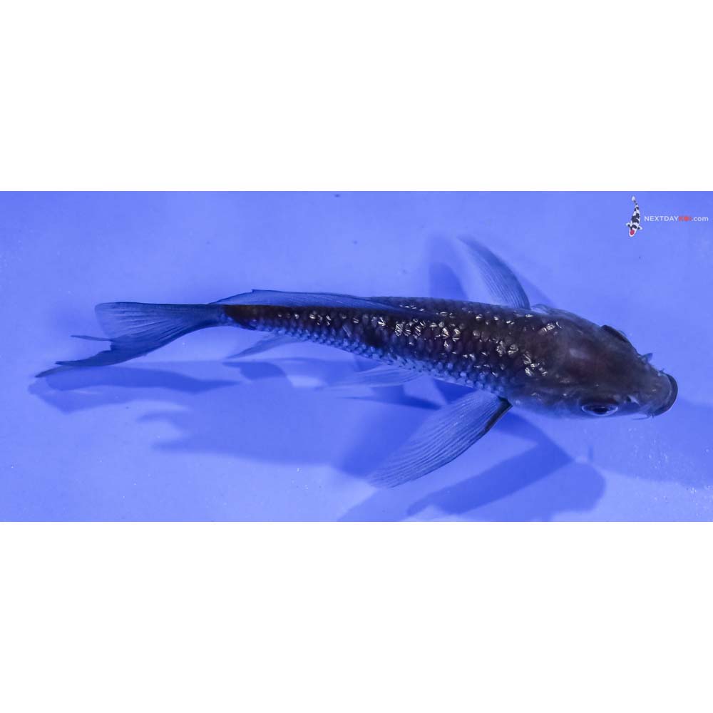 4.5” Imported Gin Rin Ochiba Shigure Butterfly Koi
