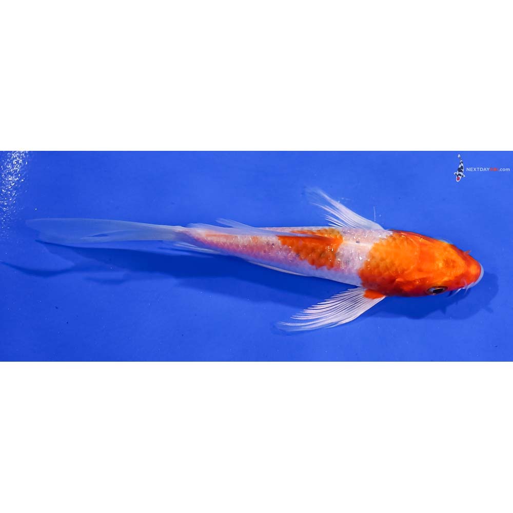 5” Imported Hariwake Butterfly Koi