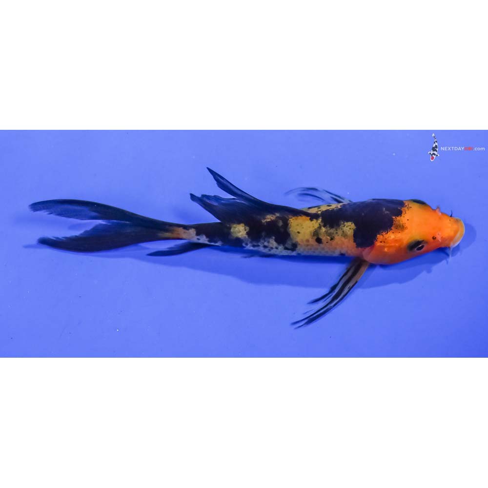 4” Imported Aka Bekko Butterfly Koi