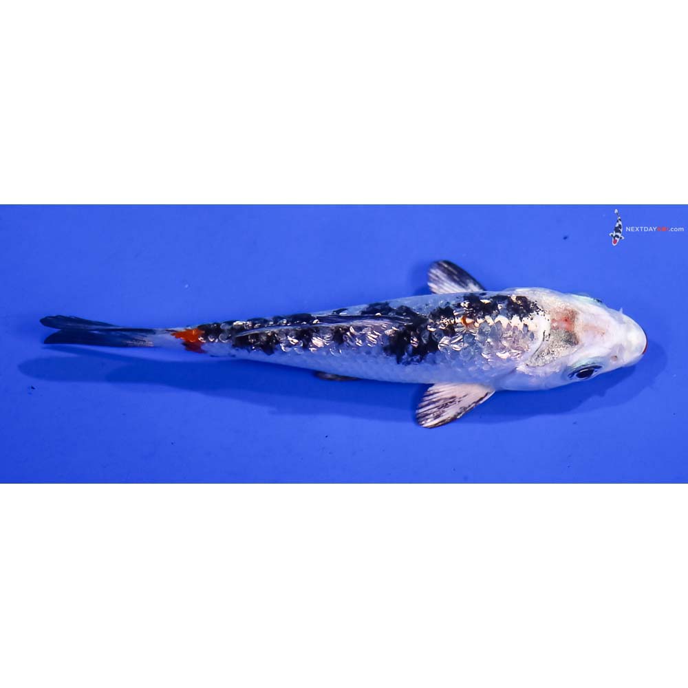 3.5” Imported Gin Rin Yamato Nishiki