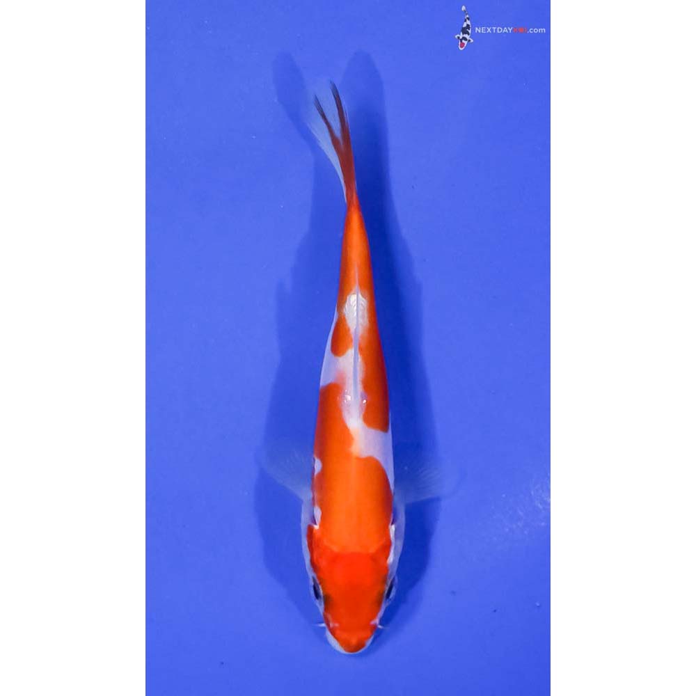 3.5” Imported Doitsu Kohaku