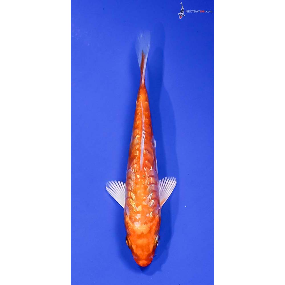 4” Imported Gin Rin Kikusui