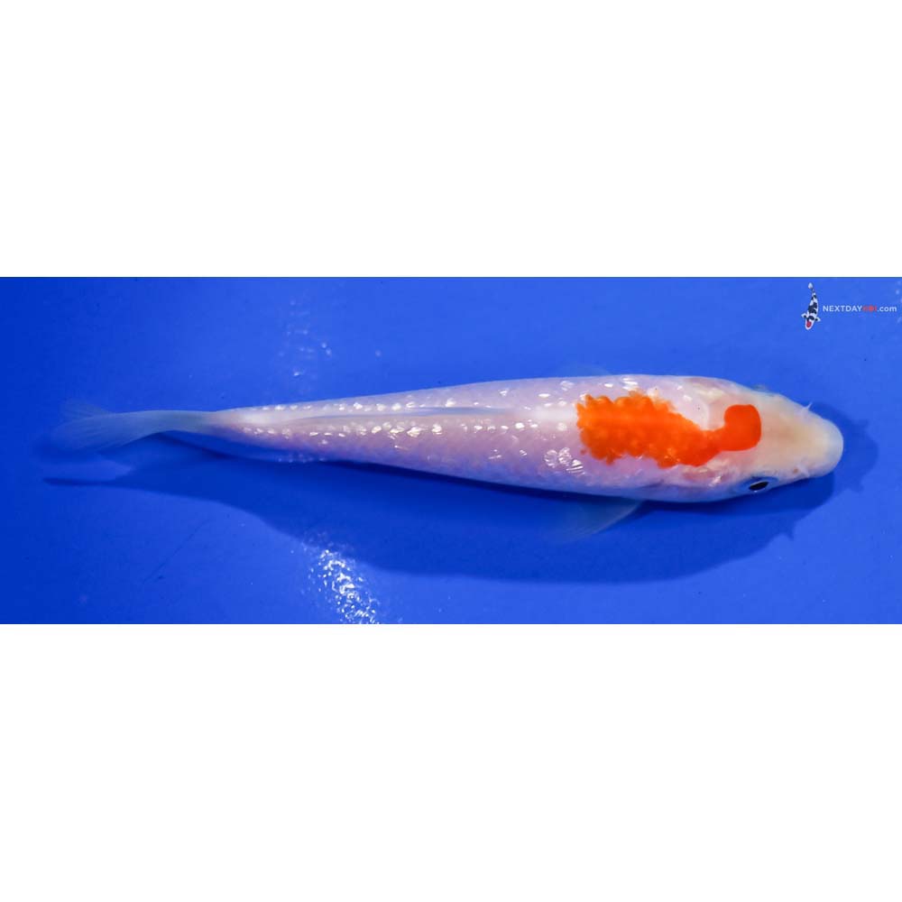4” Imported Gin Rin Kohaku