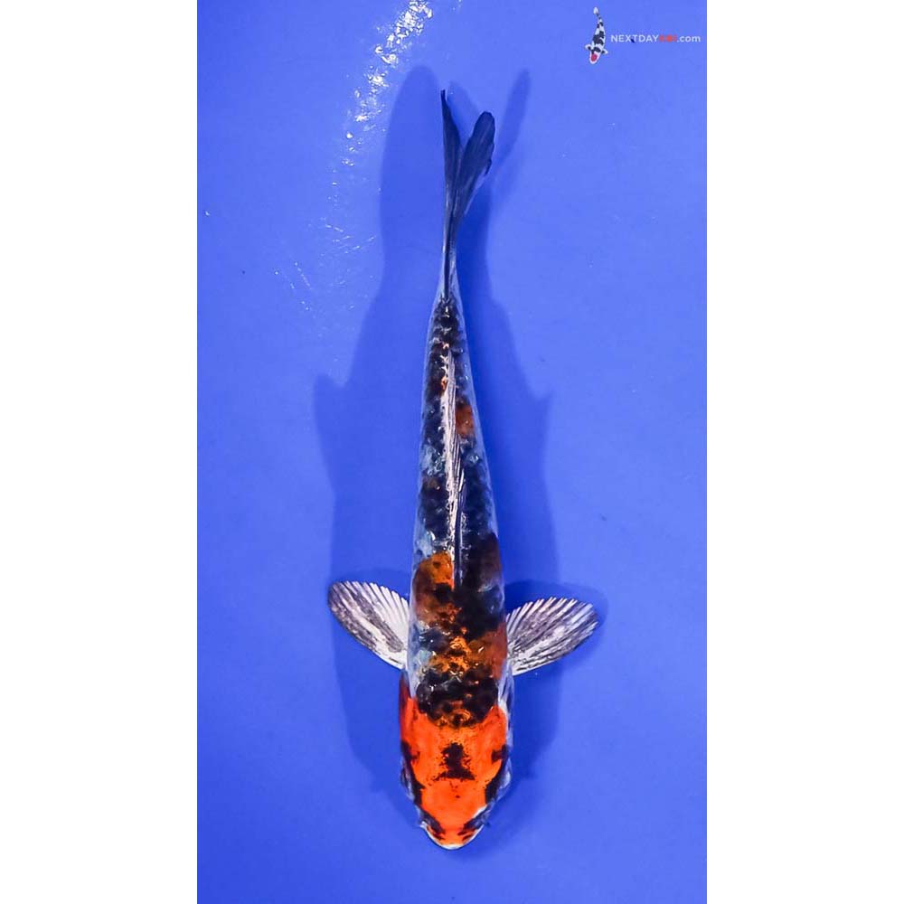 4” Imported Yamato Nishiki