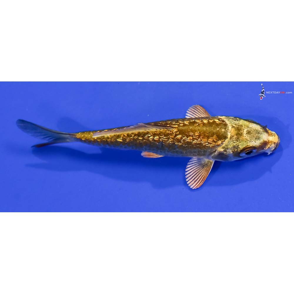 4” Imported Gin Rin Ki Matsuba