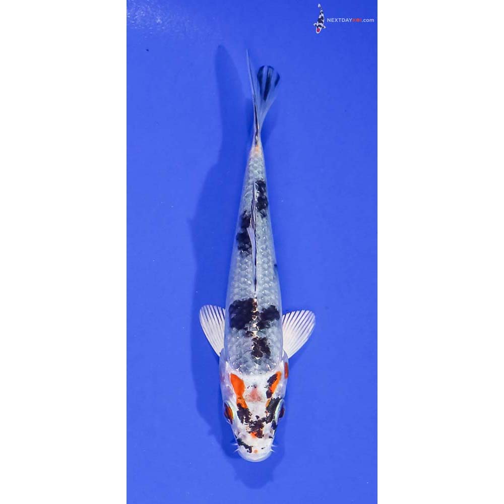 4” Imported Yamato Nishiki