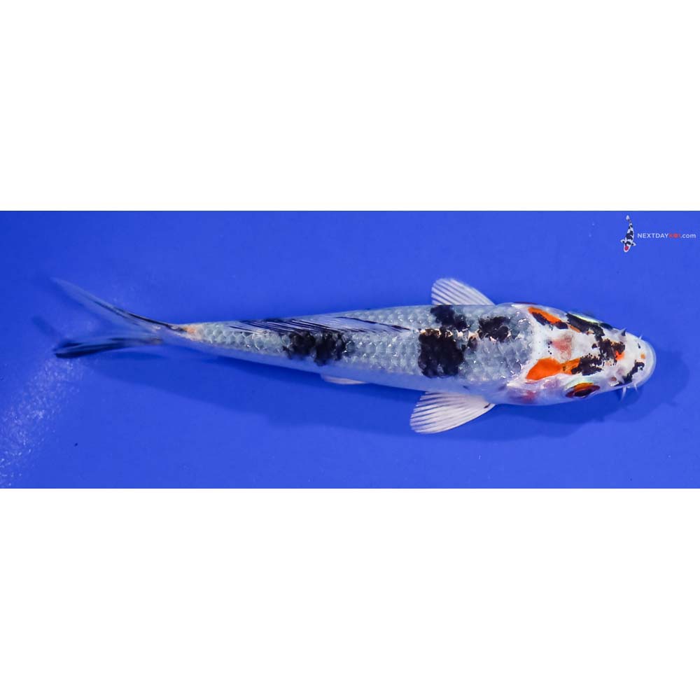4” Imported Yamato Nishiki