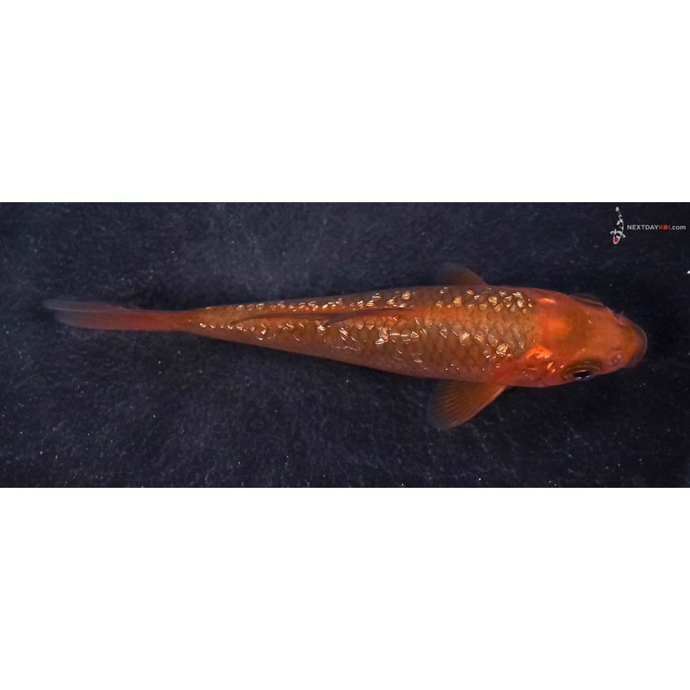 4” Imported Gin Rin Chagoi