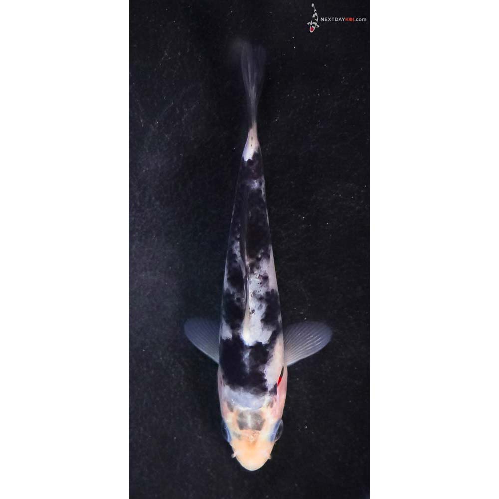 4.5” Imported Shiro Utsuri