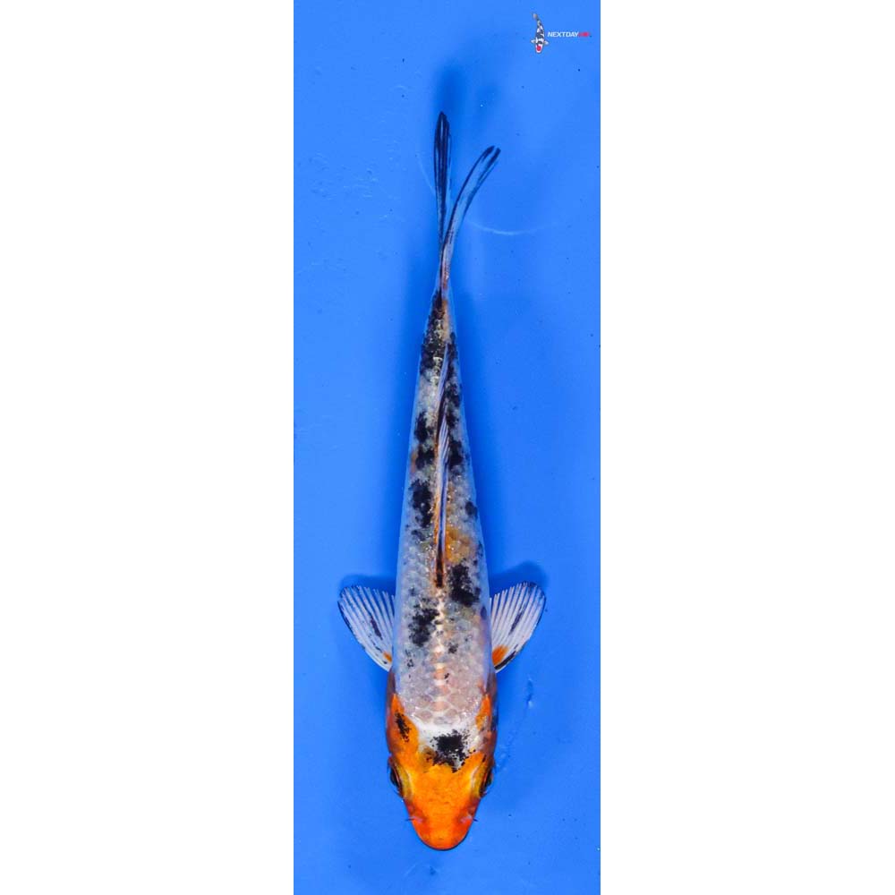 3.5” Imported Yamato Nishiki