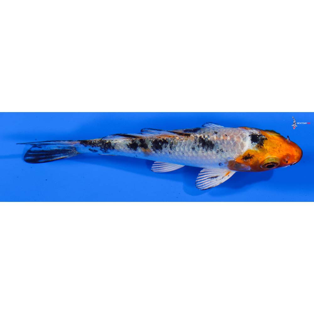 3.5” Imported Yamato Nishiki
