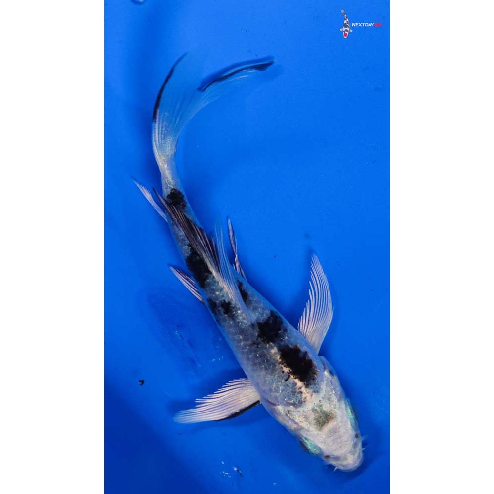4” Imported Gin Shiro Bekko Butterfly Koi