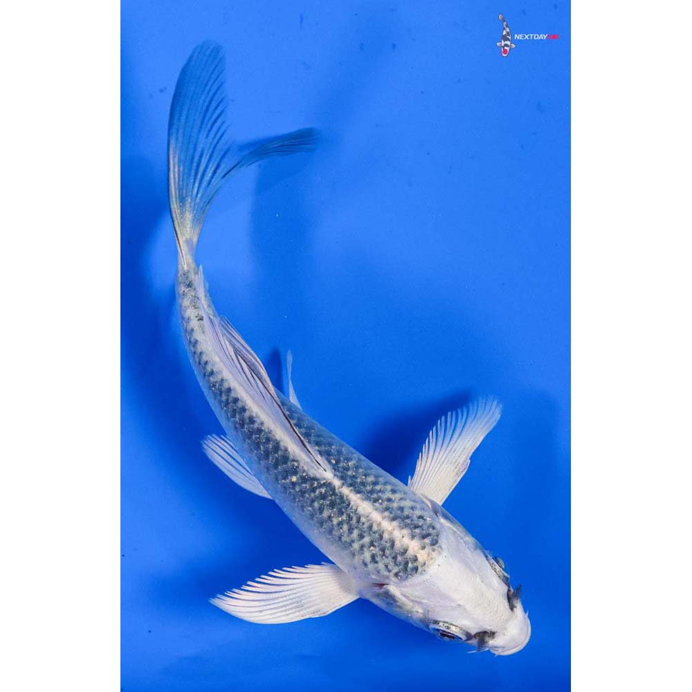 4” Imported Gin Matsuba Butterfly Koi