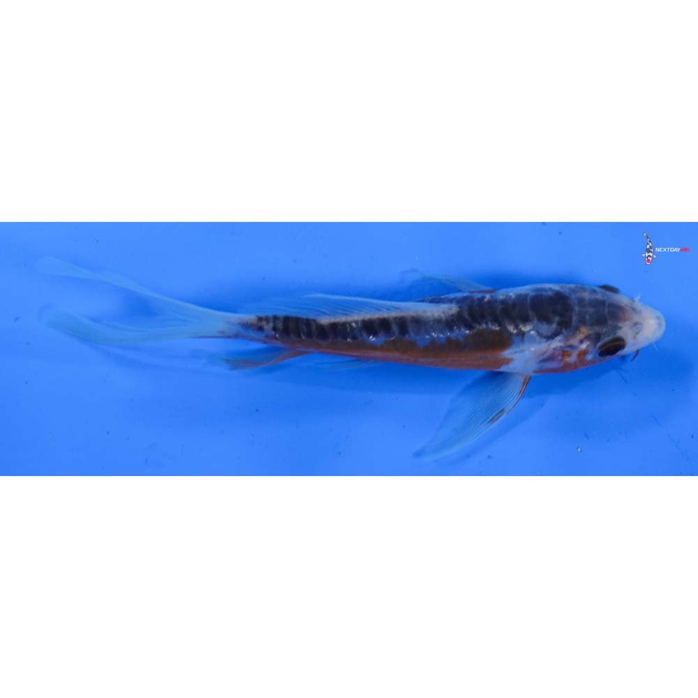 4.5” Imported Shusui Butterfly Koi