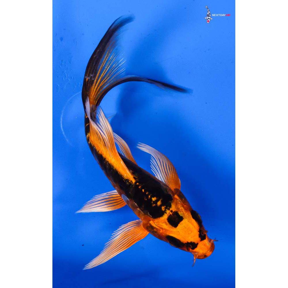 4.5” Imported Kin Kikokuryu Butterfly Koi