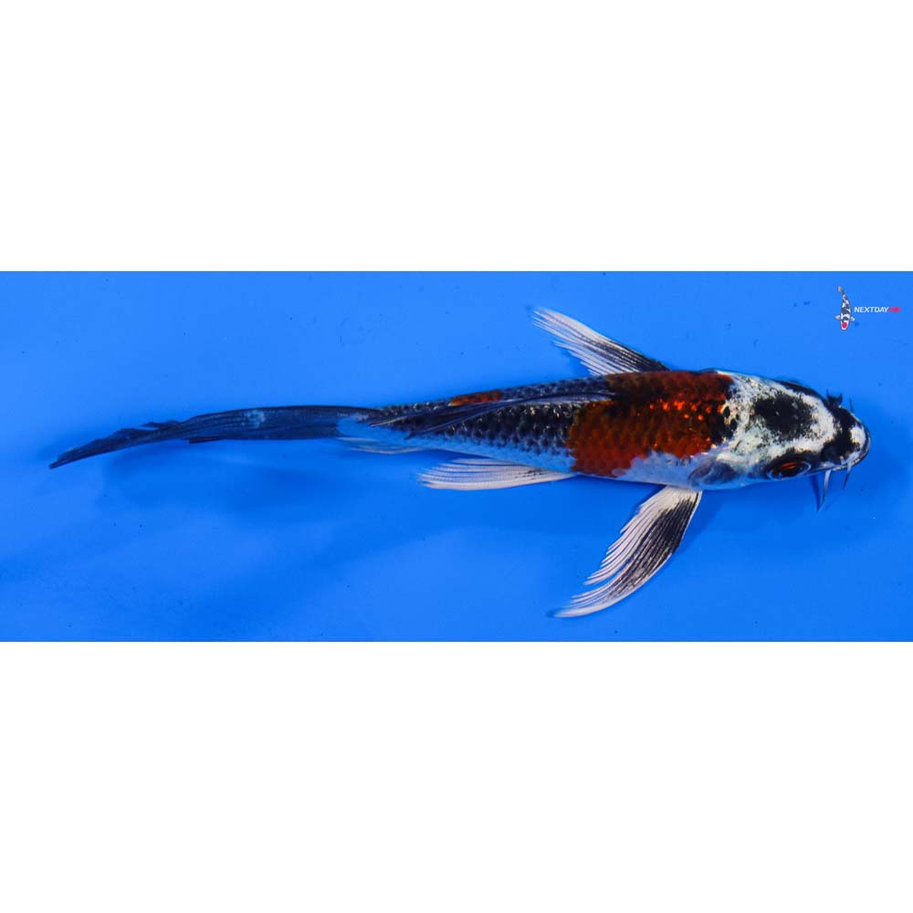 5” Imported Kujaku Butterfly Koi