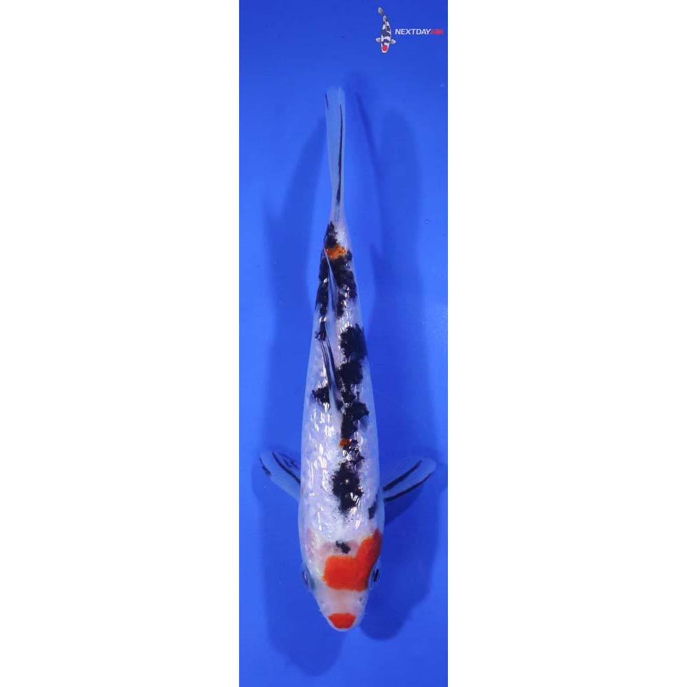 5.5” Imported Gin Rin Sanke