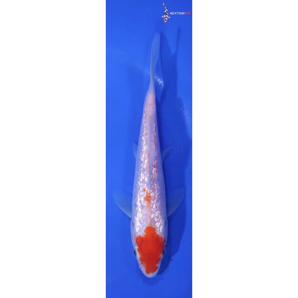 5.5” Imported Gin Rin Kohaku