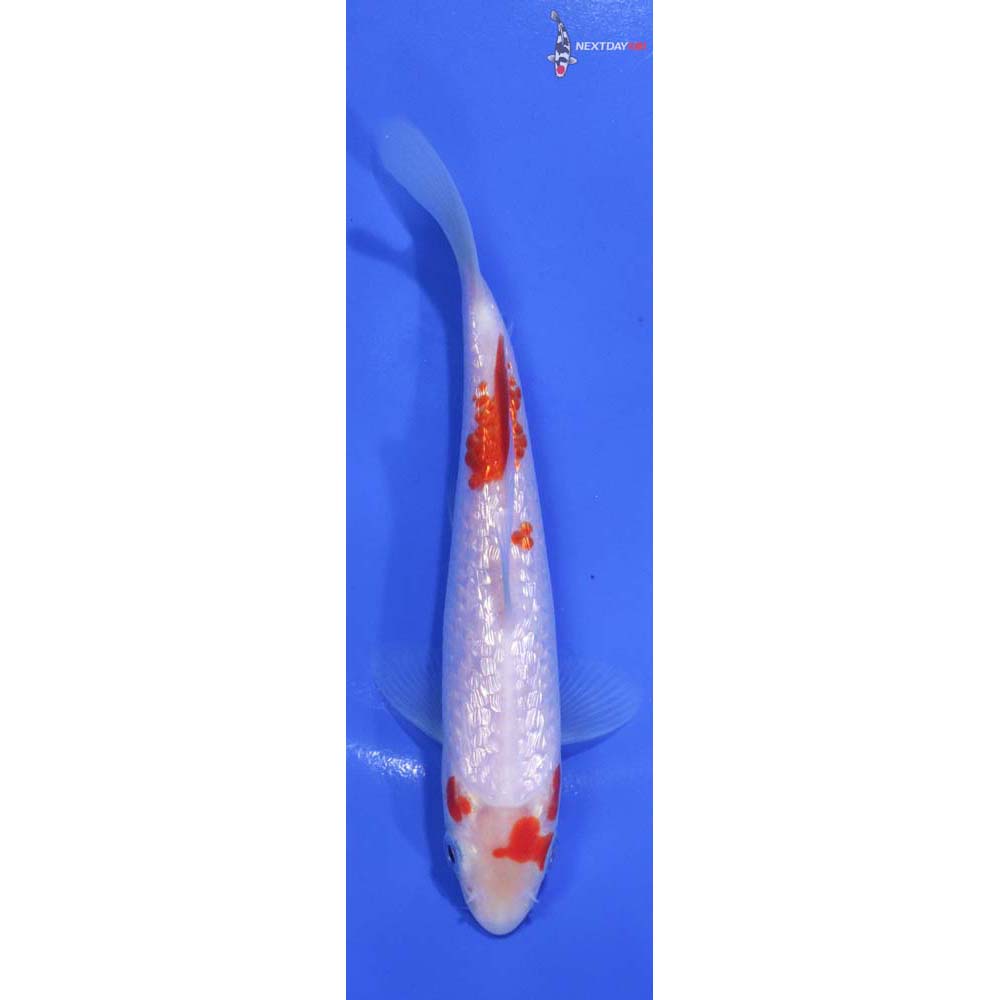 5.5” Imported Gin Rin Kohaku