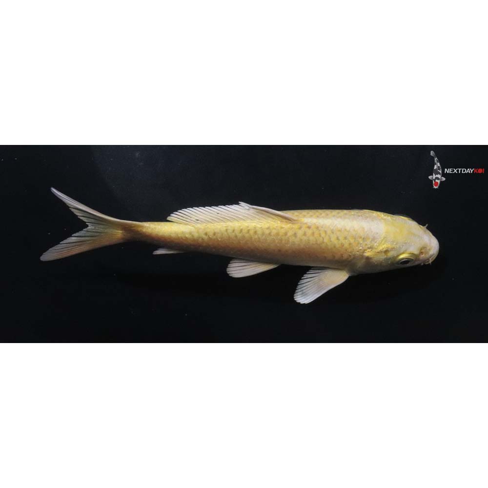 6” Imported Yamabuki Ogon