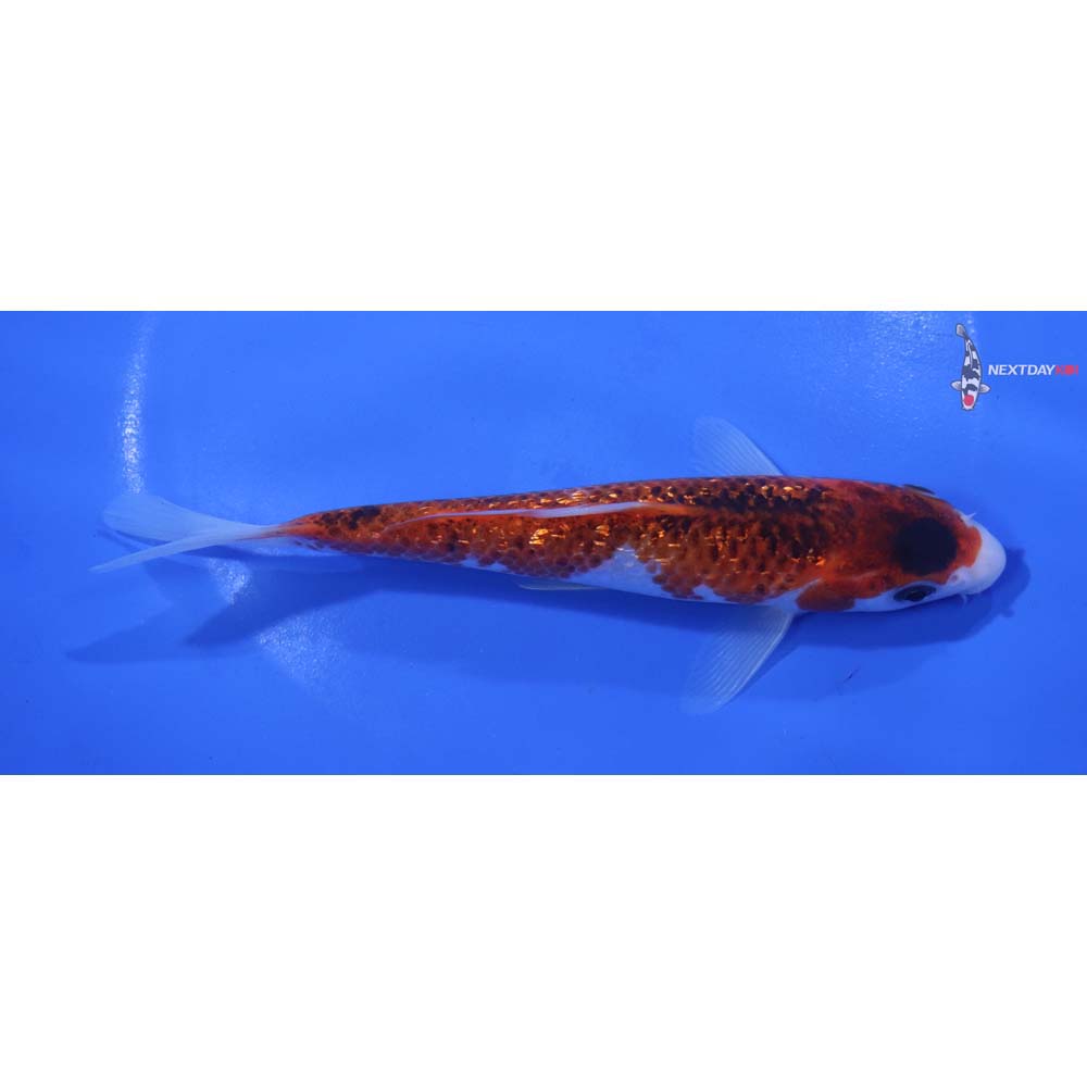 6” Imported Gin Rin Goromo