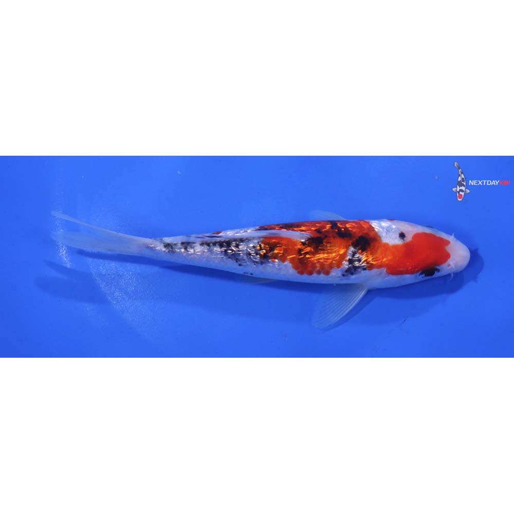 6” Imported Gin Rin Sanke