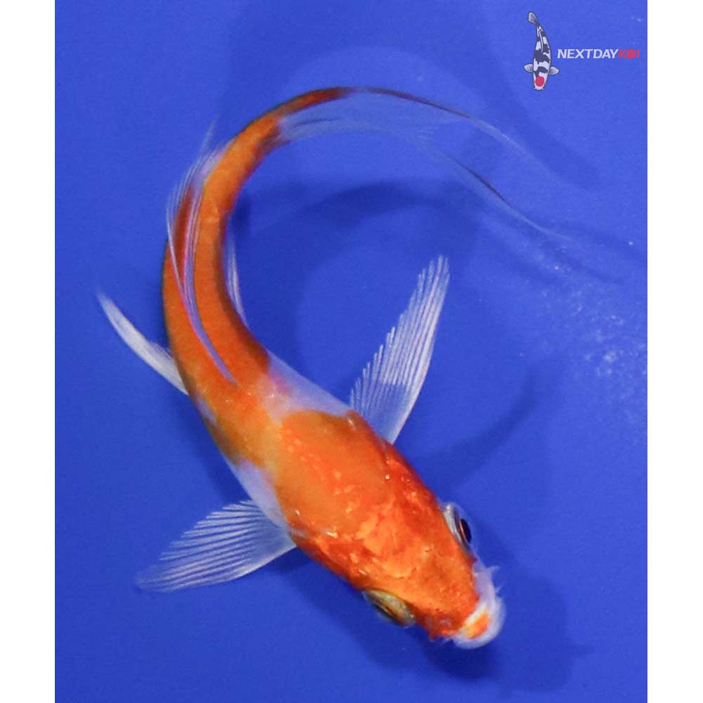 3” Imported Kikusui Butterfly Koi