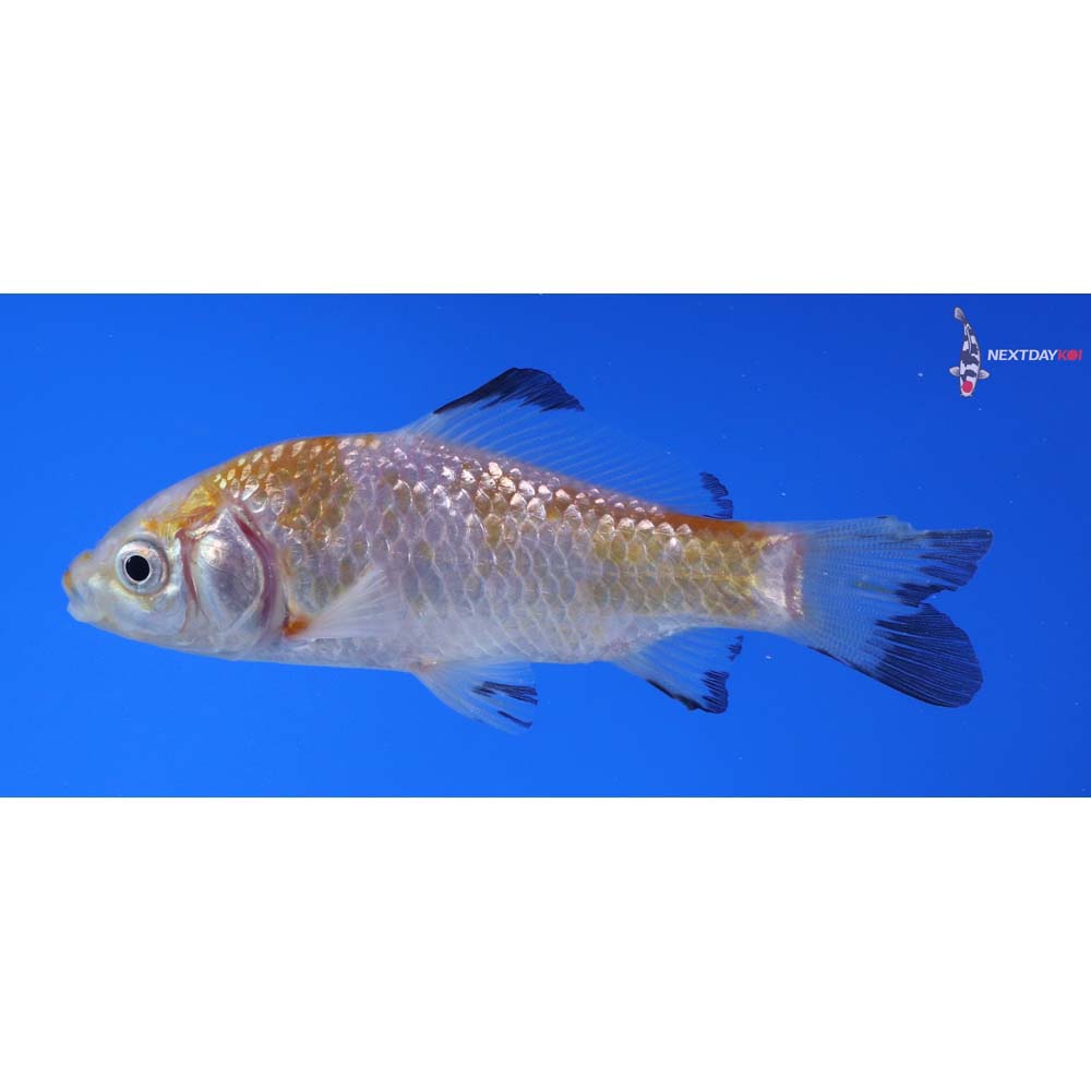 3.5” Imported Yellow Sarasa Comet