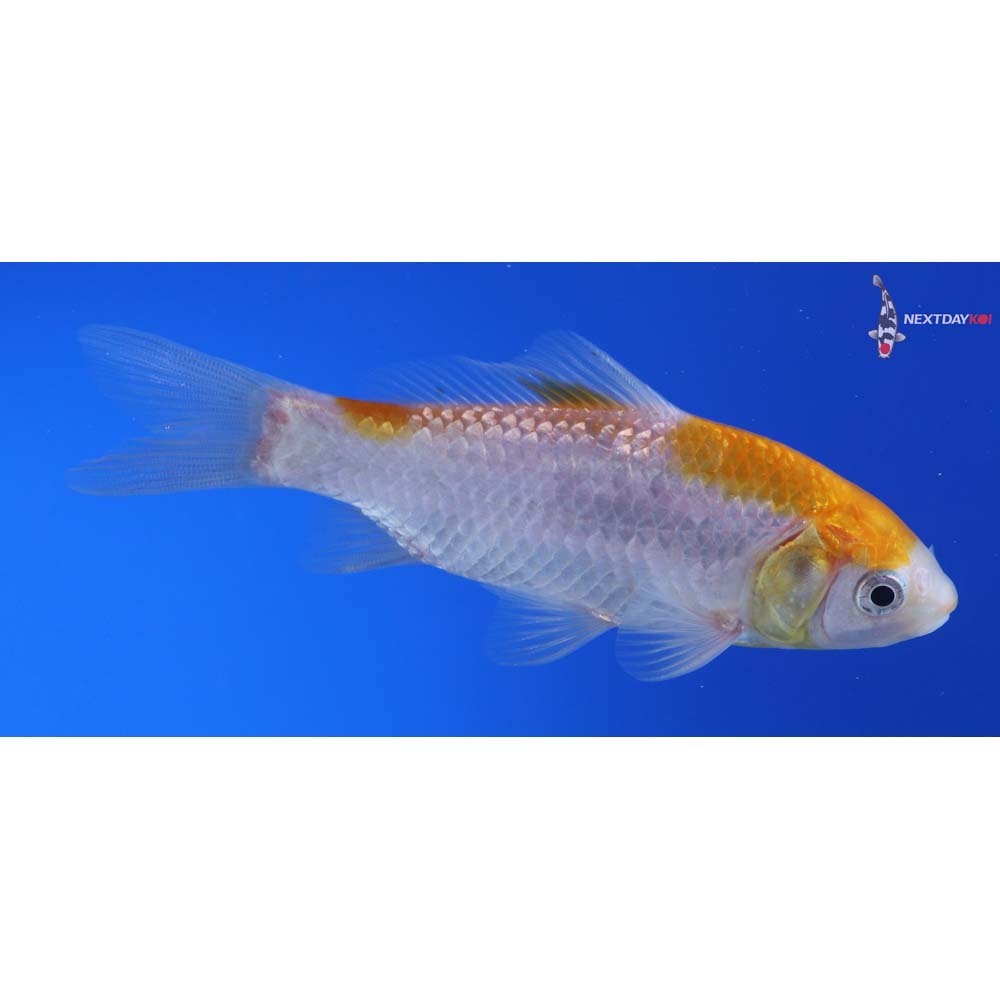 4” Imported Yellow Sarasa Comet