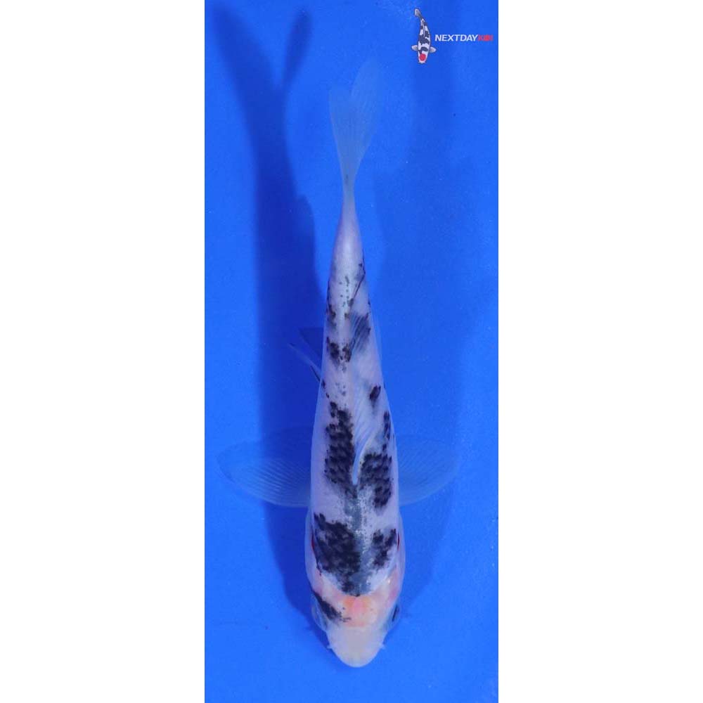 3” Imported Matsukawabakke