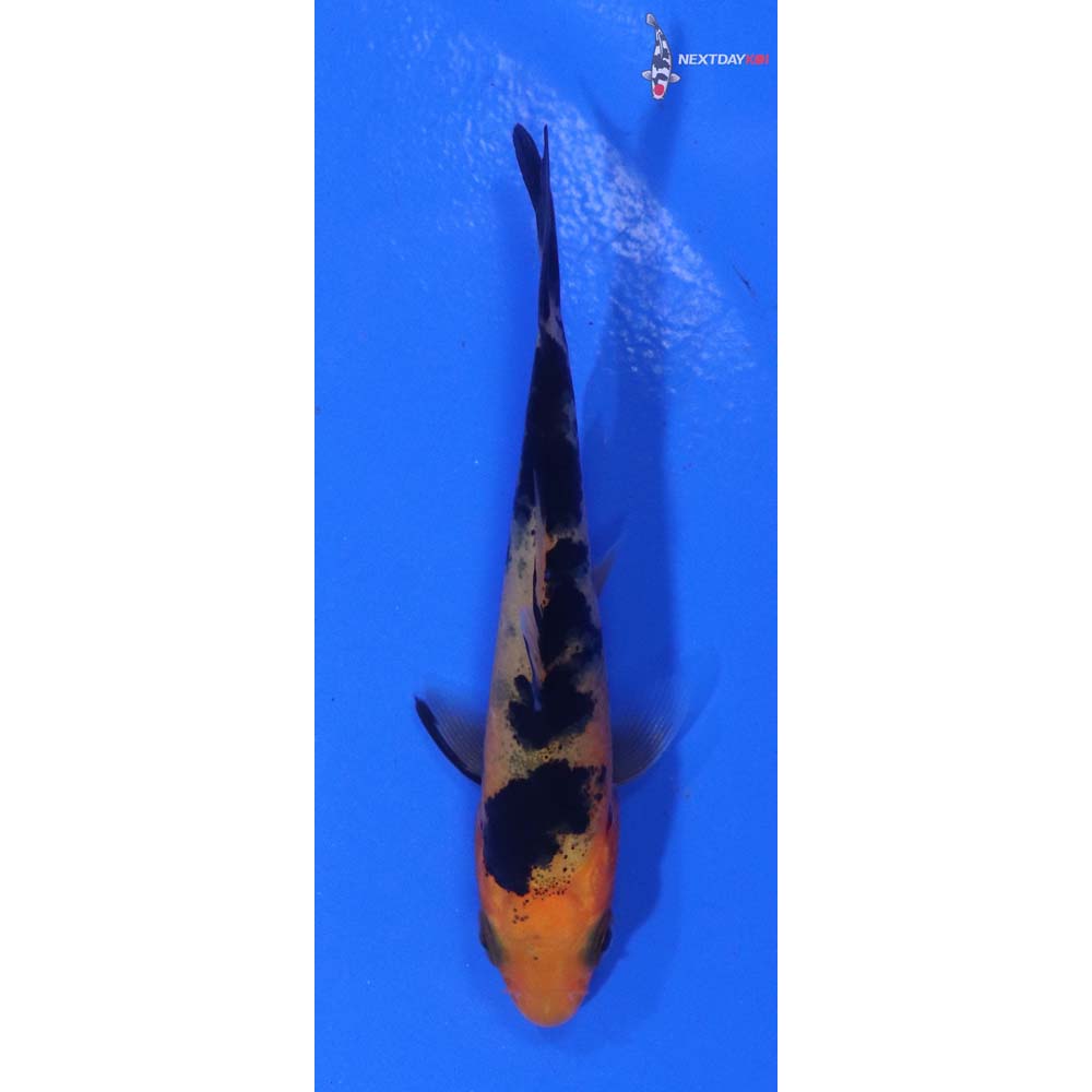 3” Imported Aka Bekko