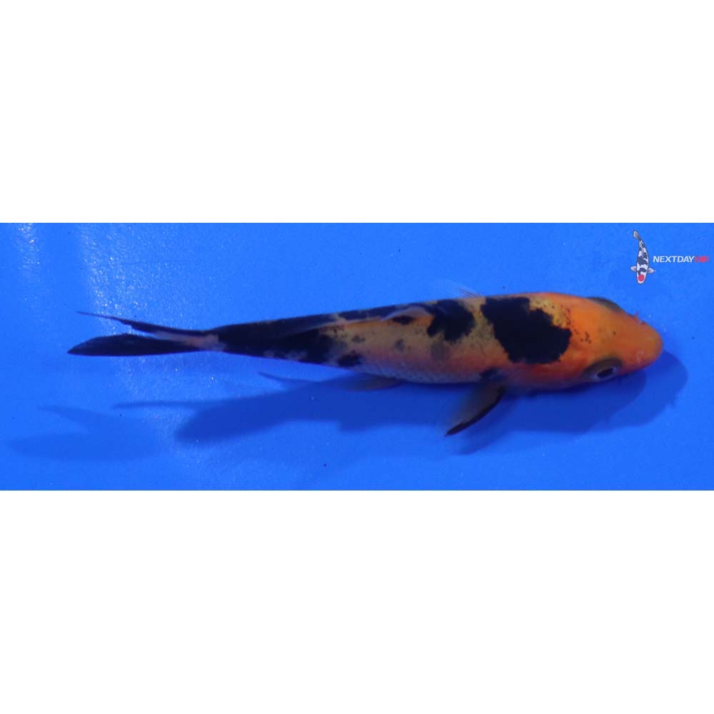 3” Imported Aka Bekko